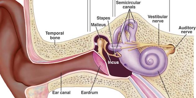 Mass Eye and Ear study revives theory that tinnitus could have its origins in cochlear neural degeneration
