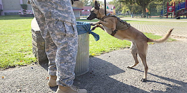 A bit more peace (and quiet) for war dogs wearing CAPS