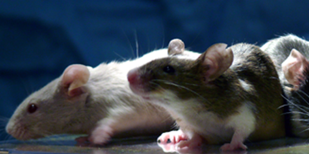 Animal study: gene therapy to treat hereditary hearing loss