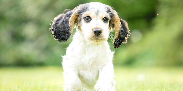 HEARING DOG PIN-UP NO. 3: NOAH