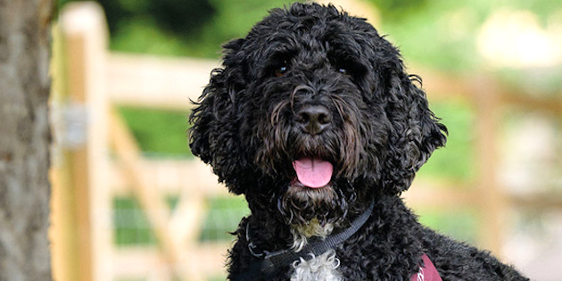 HEARING DOGS FOR DEAF PEOPLE  – HEARING DOG  PIN-UP NO. 1: RUDY