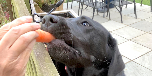 Hearing Dog Pin-up No. 2 Winnie is partial to carrots