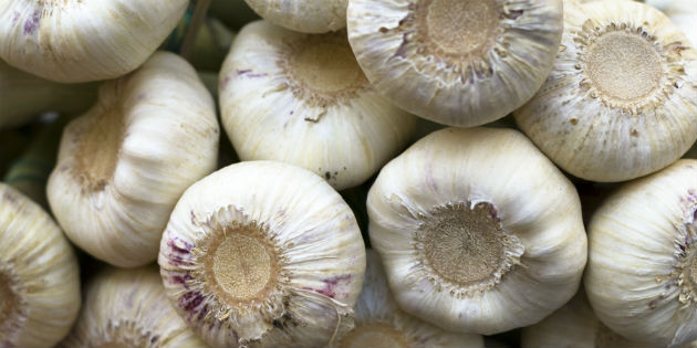 Garlic derivatives to protect against antibiotic-induced hearing loss