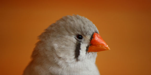 Silent gaps between birdsong syllables are the key to species-specific learning