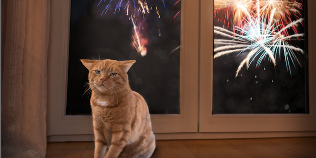 Firework noise threat to hearing and pets shifts perspectives across UK on Guy Fawkes night celebration