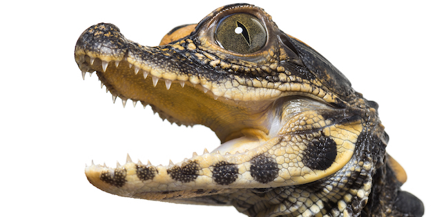 Might crocodiles provide a big clue to hearing loss cure?