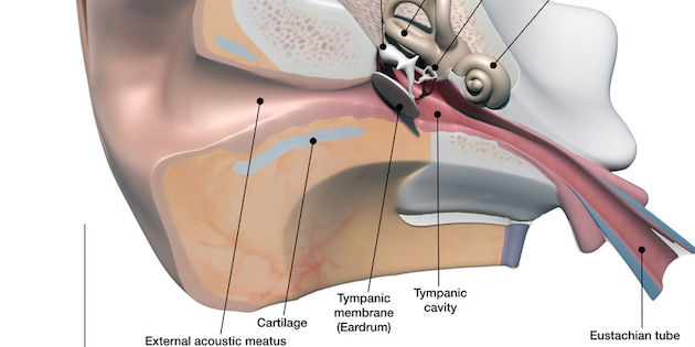 US burden of eustachian tube dysfunction higher than estimated, says study US burden of eustachian tube dysfunction higher than estimated, says study