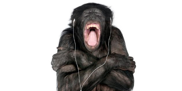 Pitch perception is why we don’t monkey around with sound, study finds