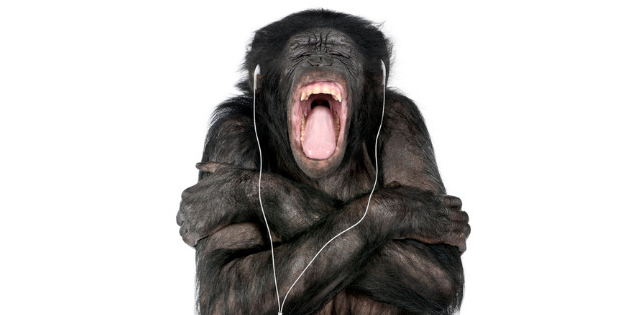 Pitch perception is why we don’t monkey around with sound, study finds Pitch perception is why we don’t monkey around with sound, study finds