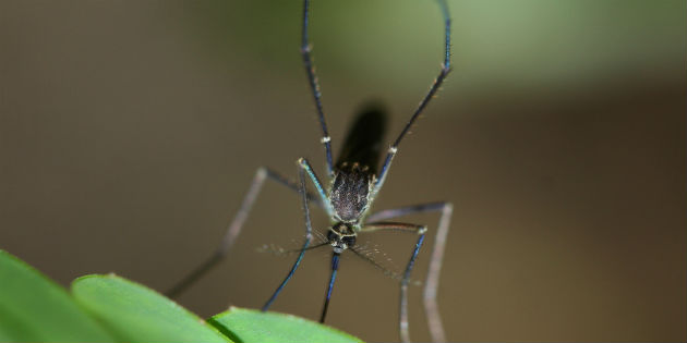 The Zika virus and hearing loss