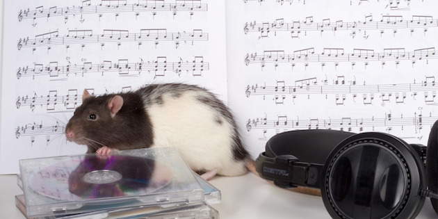 Optical cochlear implants come a rodent step closer Optical cochlear implants come a rodent step closer