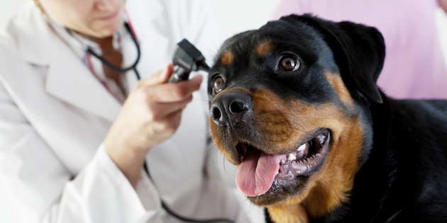 Rottweiler hearing loss findings may aid research into hereditary deafness in humans Rottweiler hearing loss findings may aid research into hereditary deafness in humans