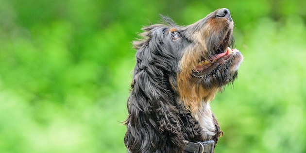 HEARING DOG PIN-UP NO. 4: ELVIS