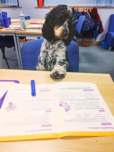 Hearing Dogs for Deaf People,Hearing dogs,dogs for the deaf,guide dogs for deaf,charities in need,fund charities
