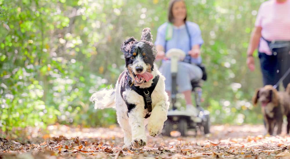 hearing dogs