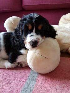 hearing dogs