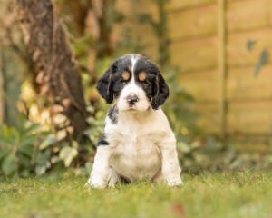 hearing dogs