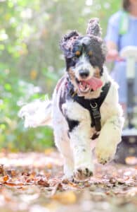 hearing dogs